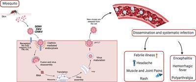 Integrated control strategies for dengue, Zika, and Chikungunya virus infections